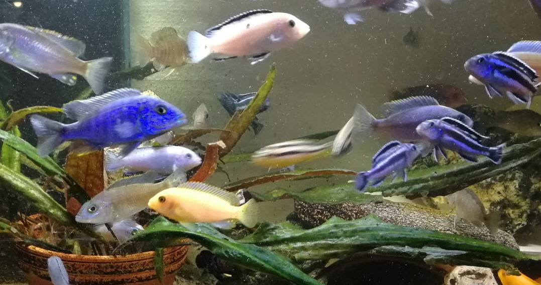 Fische und Pflanzen in Aquarium